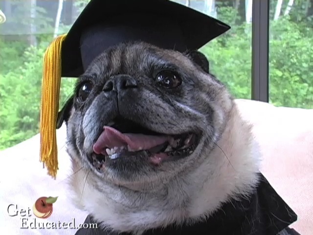 Chester, the first dog to ever graduate with an MBA degree.
