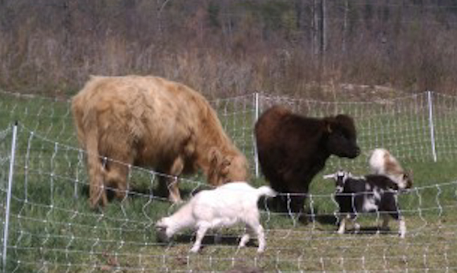 Micah Sparacio's farm animals enjoy life in rural Tennessee. - sparacio.org