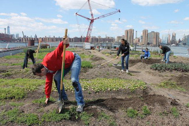 Tamer Center students working on rooftop farms in New York City. Photo courtesy of CBS