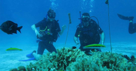 Permalink to: "Yale Alums’ Startup Fights Coral Reef Die-Off"