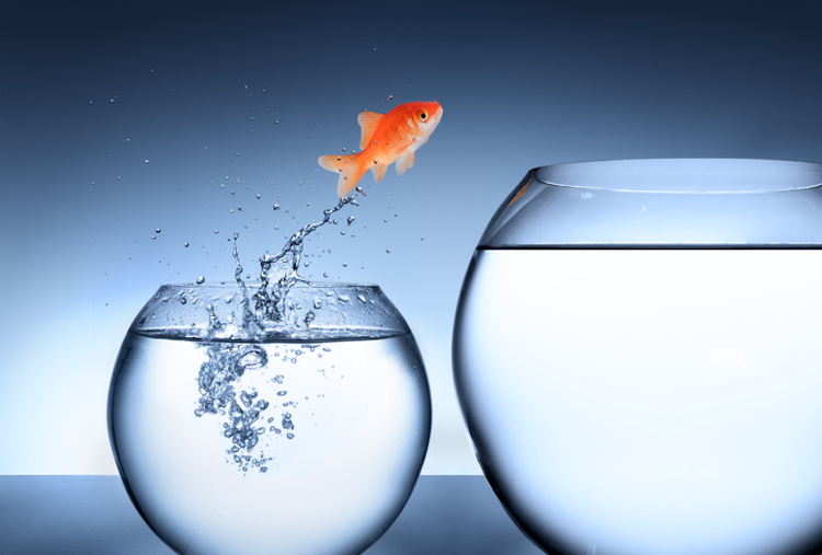 goldfish jumping into a bigger tank